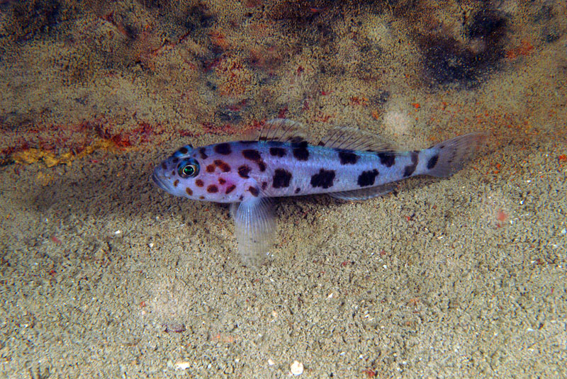 Thorogobius ephippiatus 07-08-09